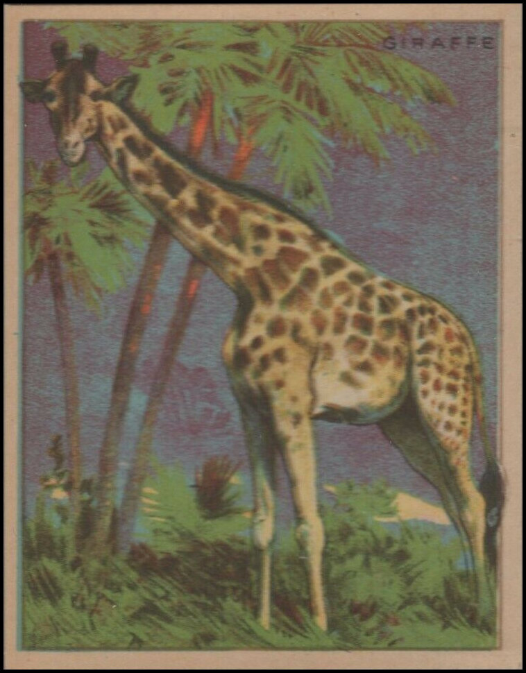 20 Giraffe